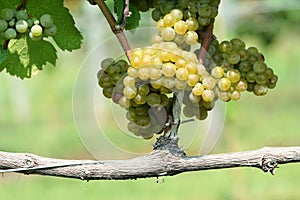 Green chardonnay grapes
