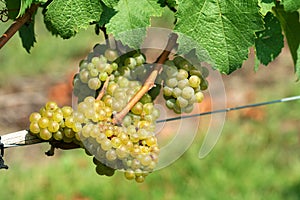 Green chardonnay grapes