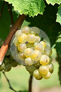 Green chardonnay grapes