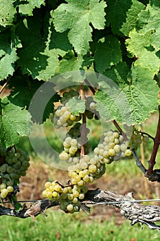 Green chardonnay grapes