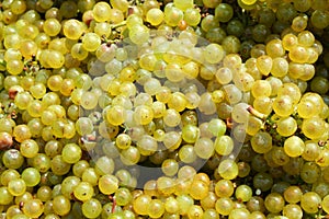 Green chardonnay grapes background