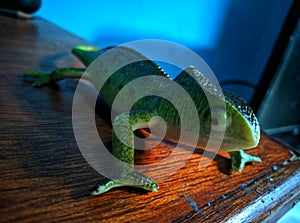 A green charmeleon toy that made from harmless materials