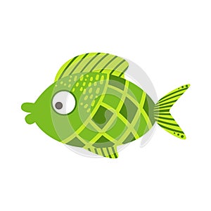 Green Checkered Fantastic Colorful Aquarium Fish, Tropical Reef Aquatic Animal