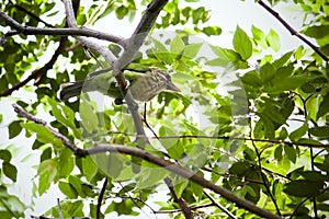 Green cheecked barbet on atree