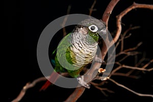 Green Cheek Conure on a Tree Branch