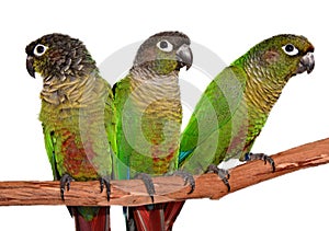 Green Cheek Conures on white