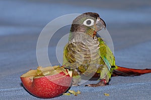 Green cheeked conure photo