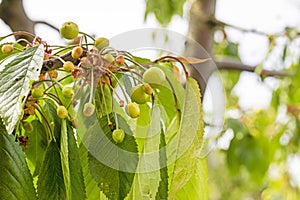 green cherry fruits on the tree.care of garden trees