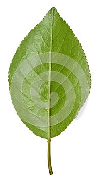 Green cherry leaf on white isolated background