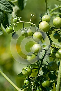 Green cherry-tomatoes