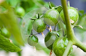 Green Cherry Tomatoes