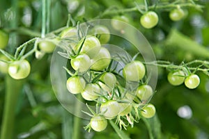 Green cherry tomatoes branch growing in the greenhouse in the summer organic garden