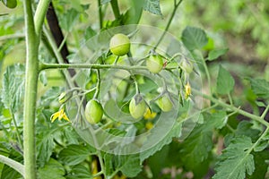 Green cherry tomatoes on a bush. Growing cherry blossoms in the garden. Cherry tomatoes ripen on a branch.