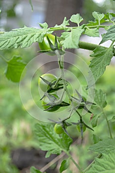 Green cherry tomatoes on a bush. Cherry tomatoes ripen on a branch. Growing cherry blossoms in the garden