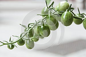 Green cherry tomatoes