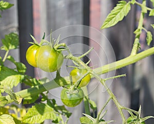 Green cherry tomatoes