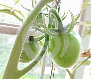 Green cherry tomatoes growing on a vine as part of a home garden