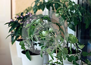 Green cherry tomatoes grown on the terrace. Tomatoes in flower pots. Vegetable garden on the windowsill