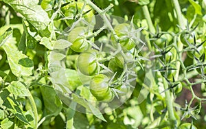 Green Cherry Tomatoes