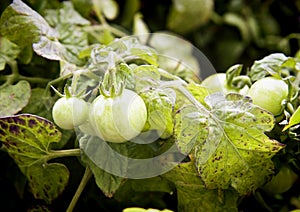 Green cherry tomatoes on plant