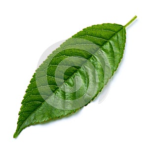 Green cherry tree leaf Isolated on a white background