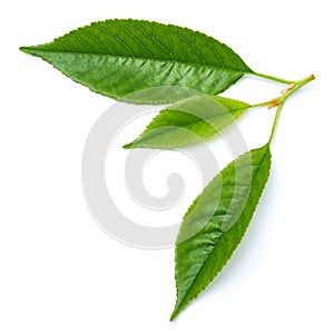 Green cherry tree leaf Isolated on a white background