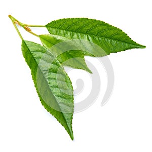 Green cherry tree leaf Isolated on a white background