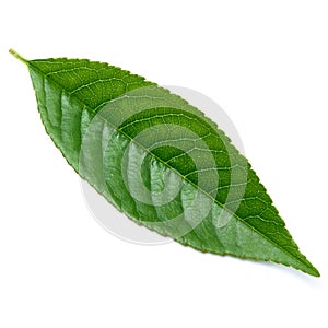 Green cherry tree leaf Isolated on a white background