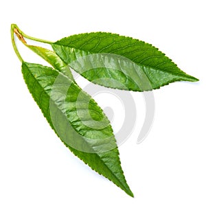 Green cherry tree leaf Isolated on a white background