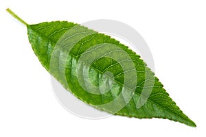 Green cherry tree leaf Isolated on a white background