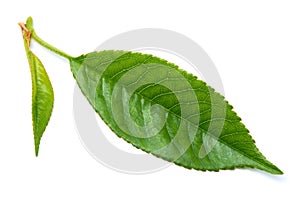 Green cherry tree leaf Isolated on a white background