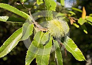 Green Chestnut Cupule
