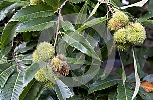 Green Chestnut Cupule