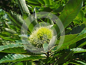 Green chestnut cupule on a tree branch close up