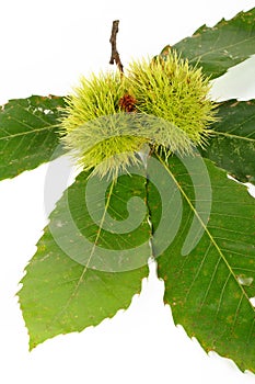 Green chestnut curls