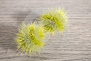 Green chestnut curls isolated on a wood table