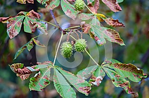 Green chestnut at a horse chestnut tree