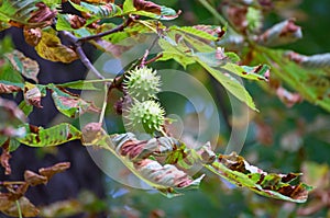 Green chestnut at a horse chestnut tree