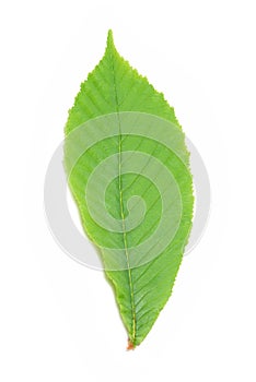 Green chestnut leaf