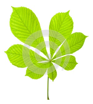 Green chestnut leaf