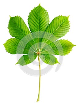 Green chestnut leaf