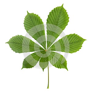 green chestnut leaf isolated on white background, closeup.