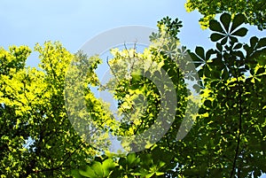 Green chestnut leaves on bright blue sunny sky background, view from ground