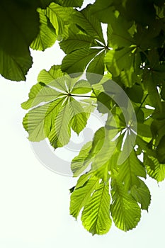 Green Chestnut Leaves