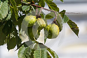 Green chestnuts in a peel on a tree close-up