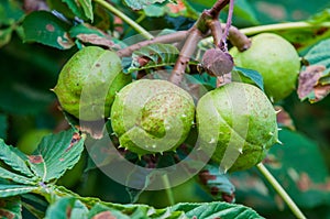Chestnuts on a tree