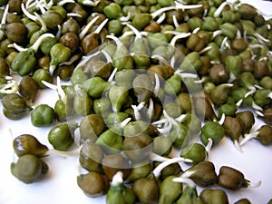 Green chick pea sprouts four