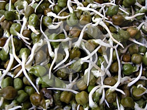 Green chick pea sprouts six