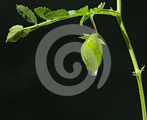 Green Chickpea pod