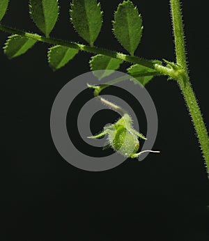 Green Chickpea pod